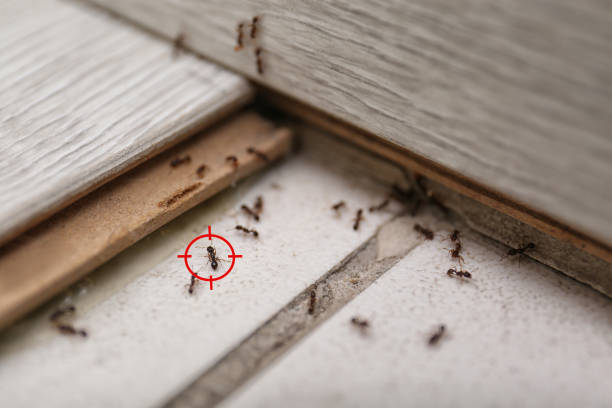 Best Best Pest Control Companies  in Pine Brook, NJ